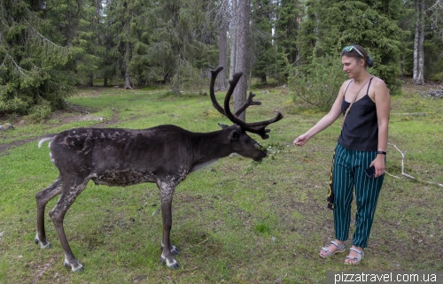 Олений парк Салла (Salla Reindeer Park)