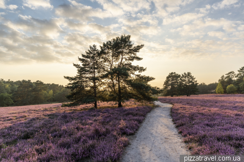 Цвітіння вересу на Міссельхорнер Хайді (Misselhorner Heide)