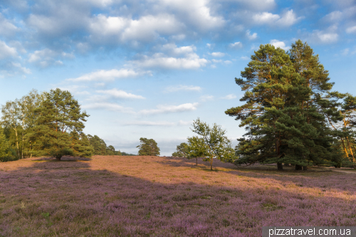 Цвітіння вересу на Міссельхорнер Хайді (Misselhorner Heide)