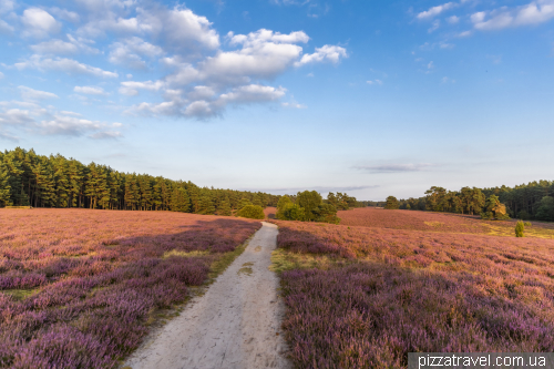 Цвітіння вересу на Міссельхорнер Хайді (Misselhorner Heide)