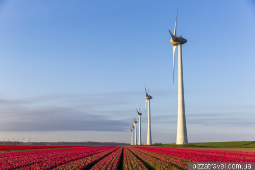 Tulip Festival in the Netherlands (2023)