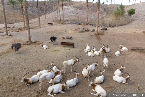Oasis Wildlife Zoo in Fuerteventura