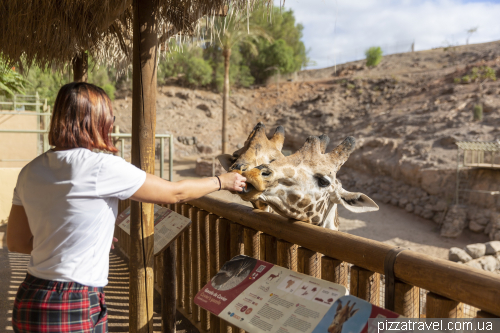 Oasis Wildlife Zoo in Fuerteventura