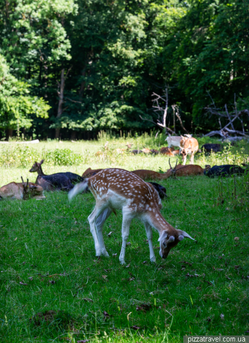 Wildgehege Schwarzwild wildlife park in Göttingen