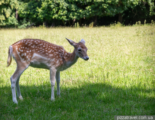 Wildgehege Schwarzwild wildlife park in Göttingen