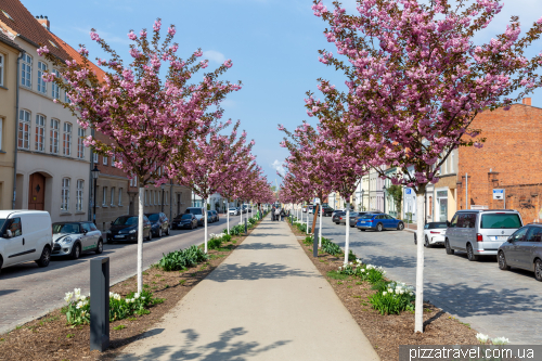 Cherry blossoms on Claus-Jesup-Straße in Wismar