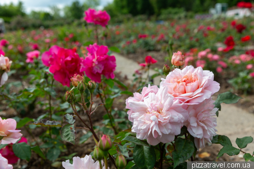 European Rose Garden in Sangerhausen (Europa-Rosarium Sangerhausen)