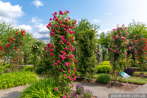 European Rose Garden in Sangerhausen (Europa-Rosarium Sangerhausen)