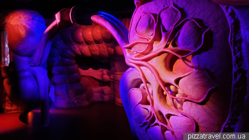 Corpus Museum of the Human Body