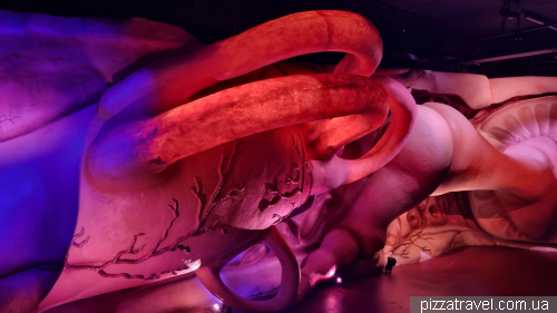 Corpus Museum of the Human Body