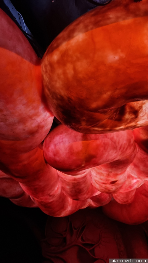 Corpus Museum of the Human Body