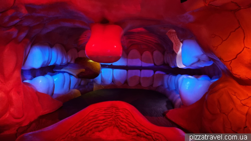 Corpus Museum of the Human Body
