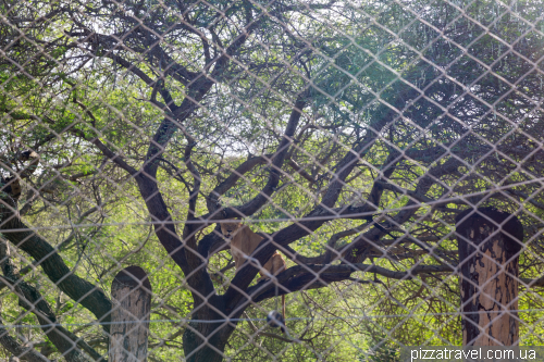 Casela Wildlife Park