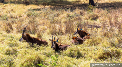 Casela Wildlife Park