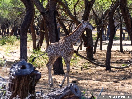 Casela Wildlife Park