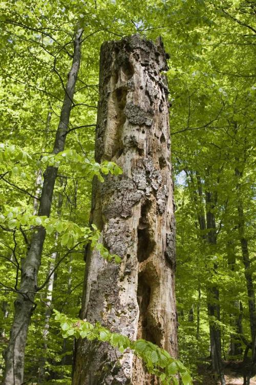 Woodpecker's training tree