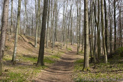 Екостежка у парку Natur Live в горах Гарц