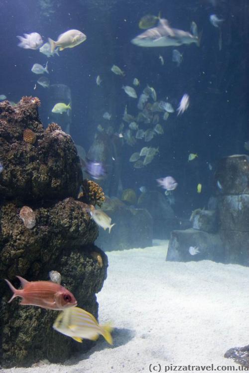 Центр морской жизни в Ганновере