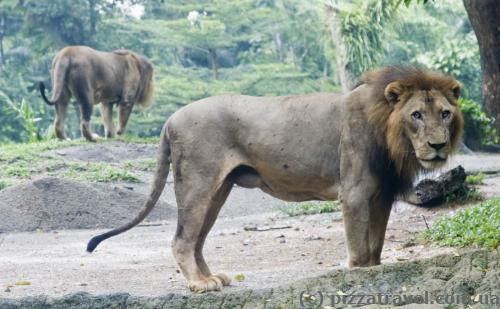 Singapore Zoo