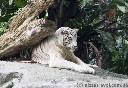 Singapore Zoo