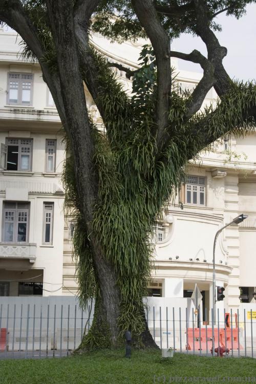 Tree near the City Hall subway station