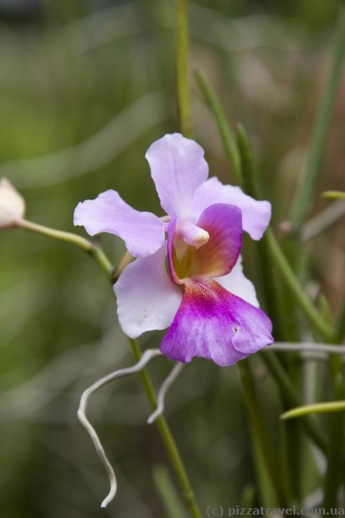 The Vanda Miss Joaquim, a natural orchid hybrid between Vanda teres and Vanda hookeriana, was first discovered in the garden of Agnes Joaquim in Singapore in 1893. On 15 April 1981 it was declared as Singapore's national flower.